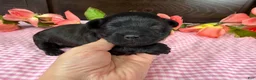 Havapoo dogs for sale: Havapoo 3 - Ad 2