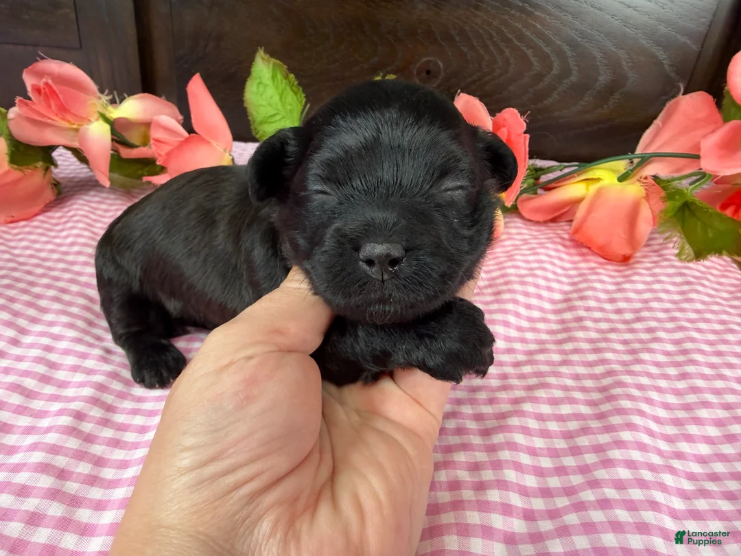 Havapoo dogs for sale: Havapoo 3 - Ad 2
