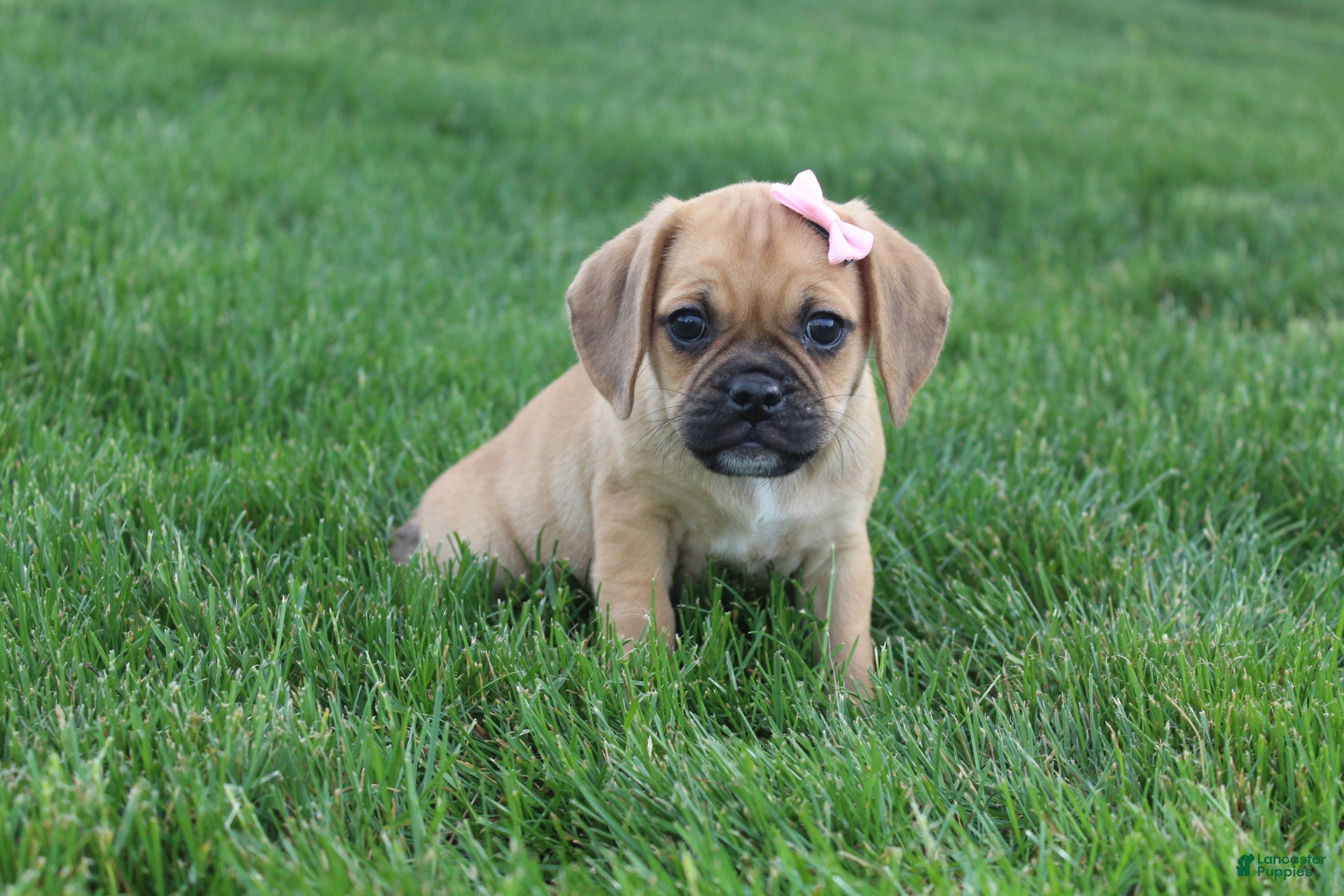 Puggle dogs Alma - Ad 2