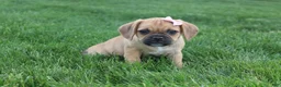 Puggle dogs for sale: Alma - Ad 2