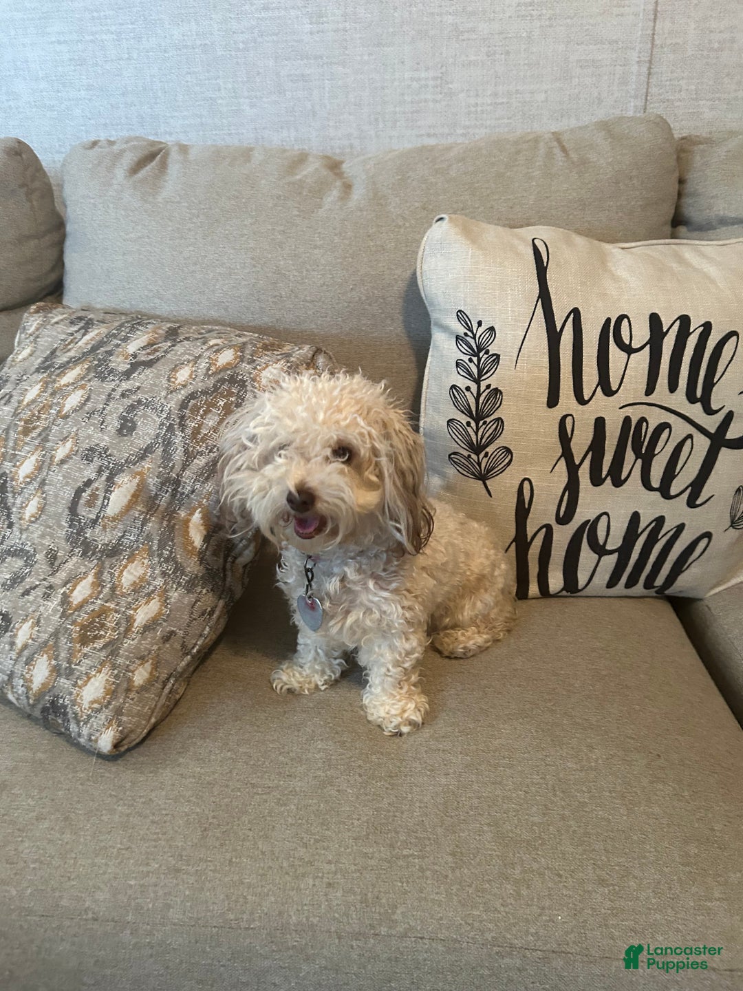 Toy Poodle dogs for sale: Toy Poodle Puppy 1 - Ad 10