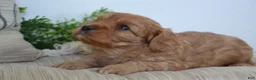 Miniature Poodle dogs for sale: Peanuts - Ad 4