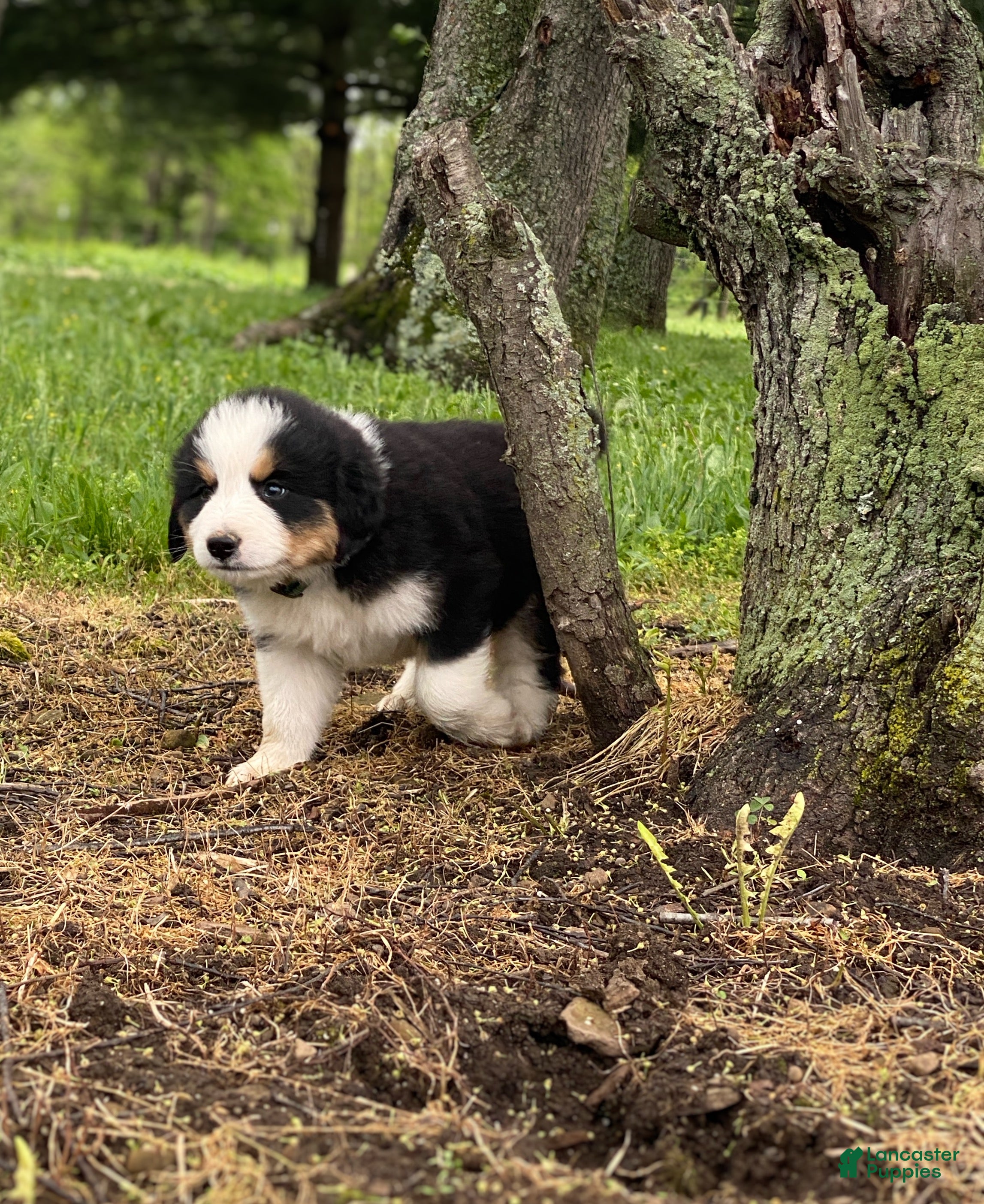 Mixed Breed dogs for sale: ♥️SWEET MOLLIE MAE♥️ - Ad 9