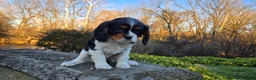 Cavalier King Charles Spaniel dogs for sale: Vivian - Ad 7