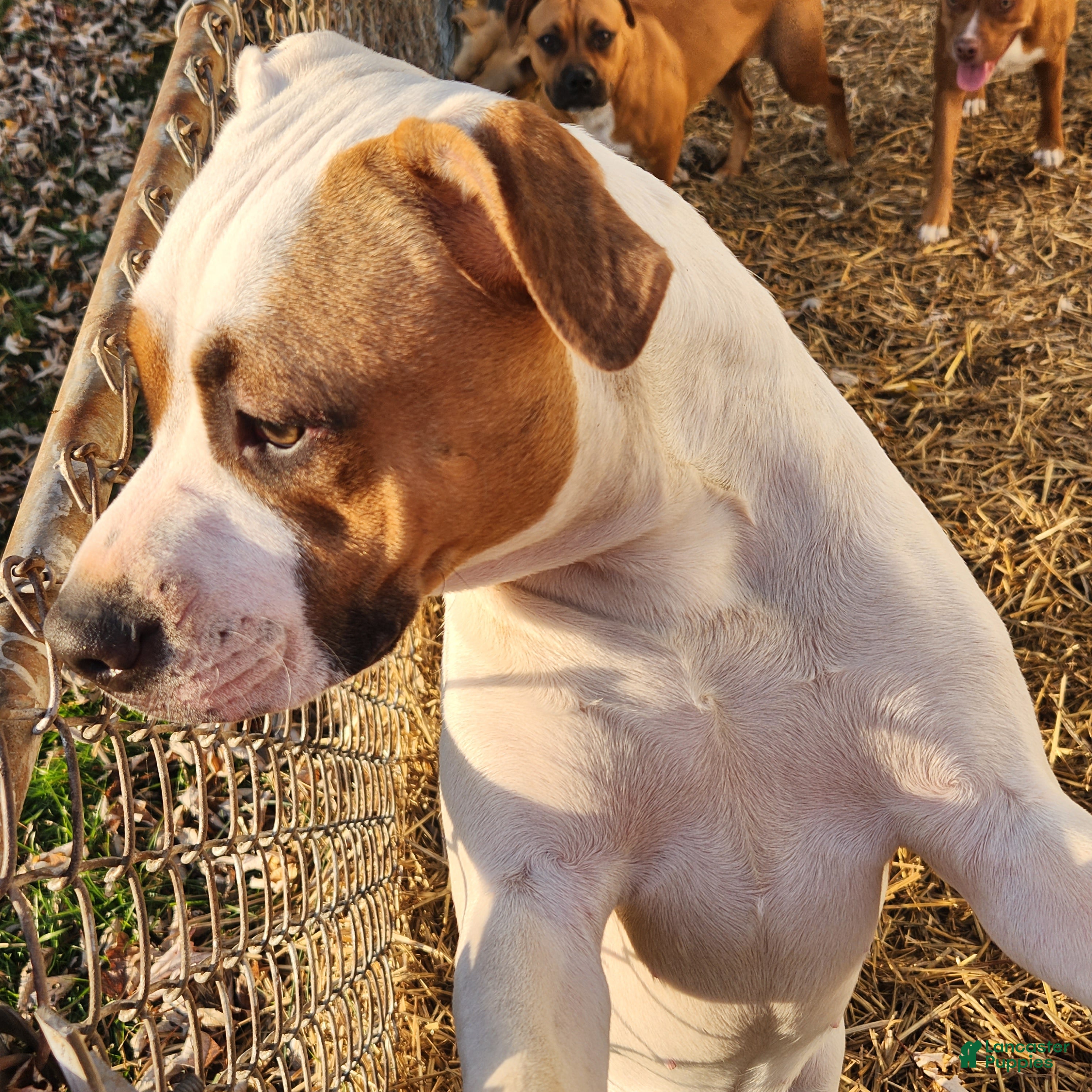 Mixed Breed dogs Lilly  - Ad 29