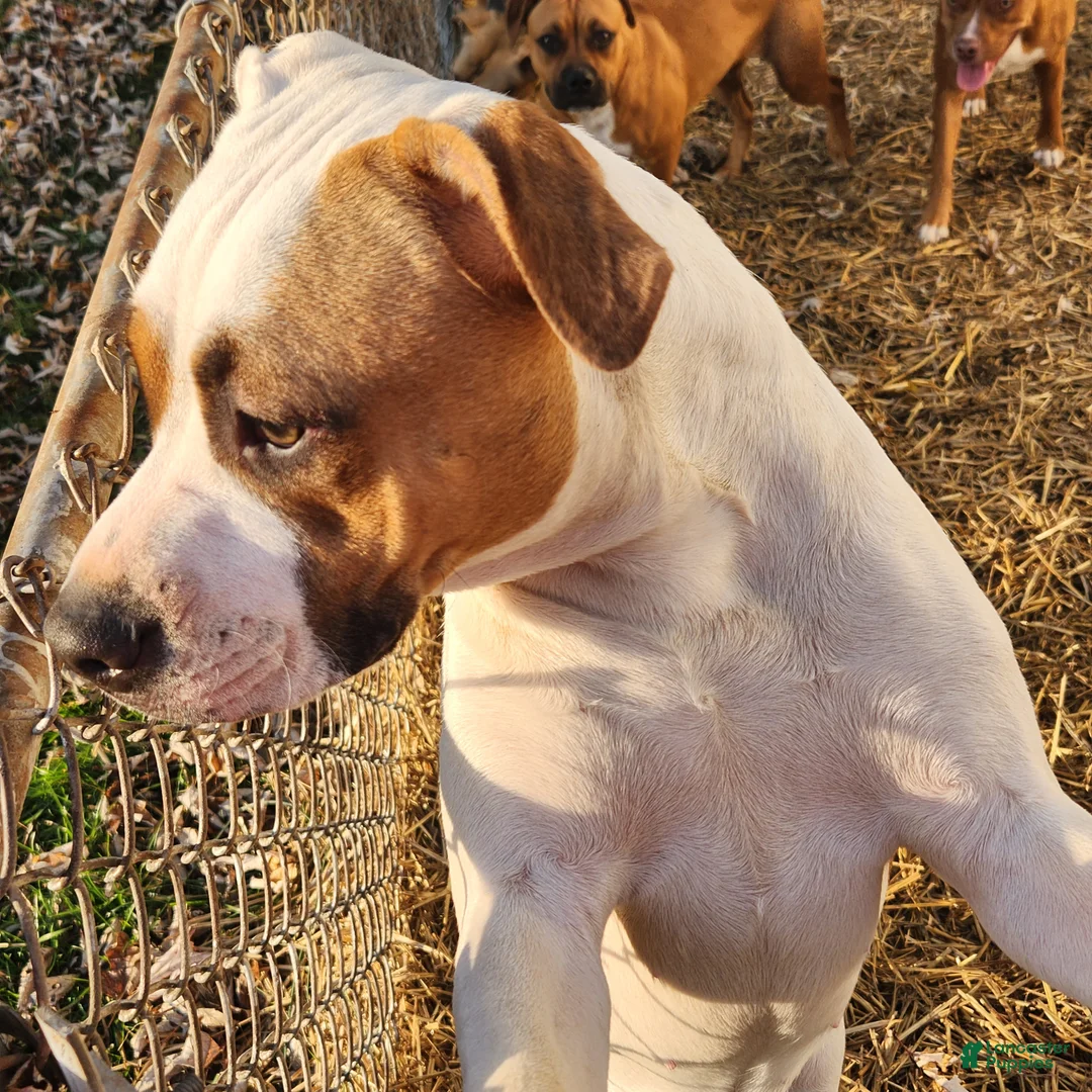 Mixed Breed dogs for sale: Lilly  - Ad 1