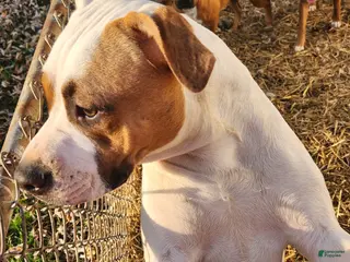 Mixed Breed dogs Lilly - Ad 2