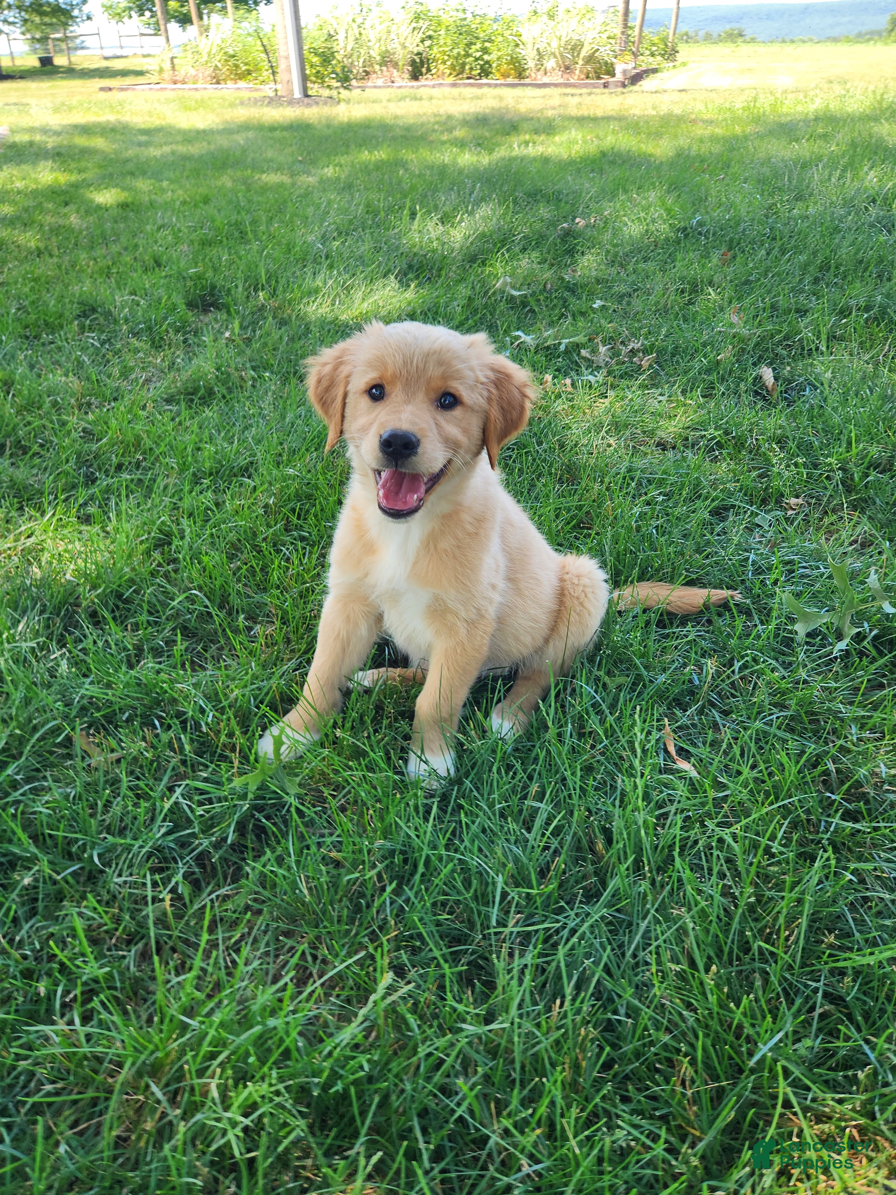 Mixed Breed dogs Nova - Ad 1