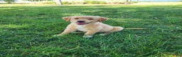 Mixed Breed dogs for sale: Nova - Ad 1