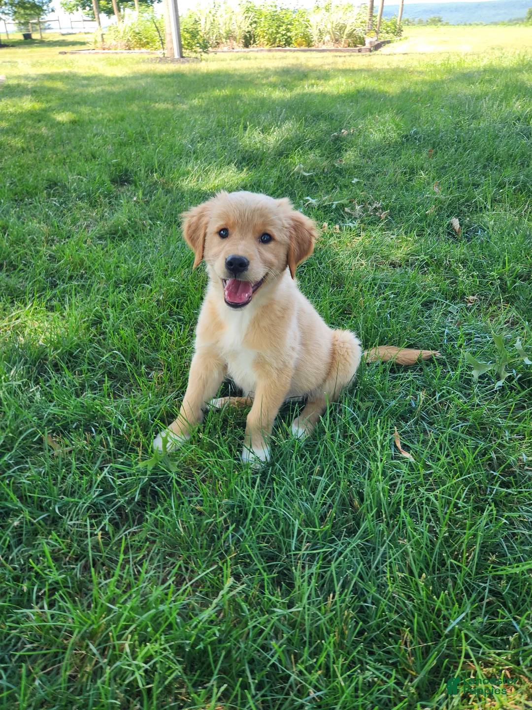 Mixed Breed dogs for sale: Nova - Ad 1