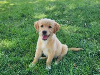 Mixed Breed dogs for sale: Nova - Ad 2