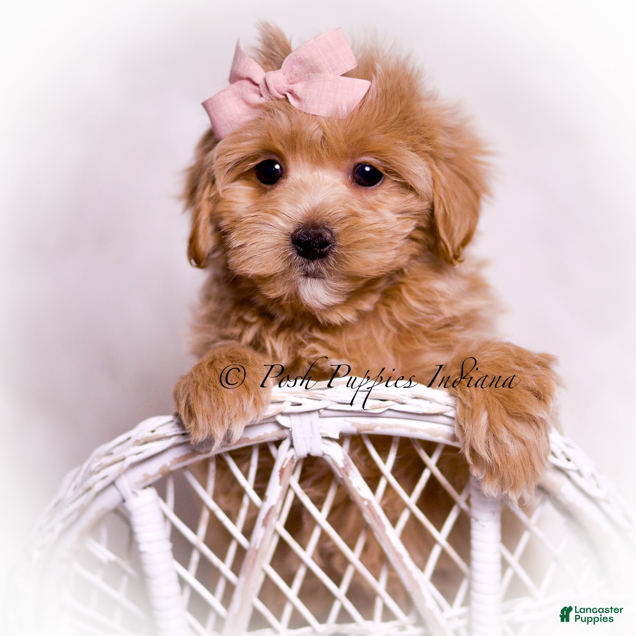 Maltipoo dogs Lillie - Ad 4