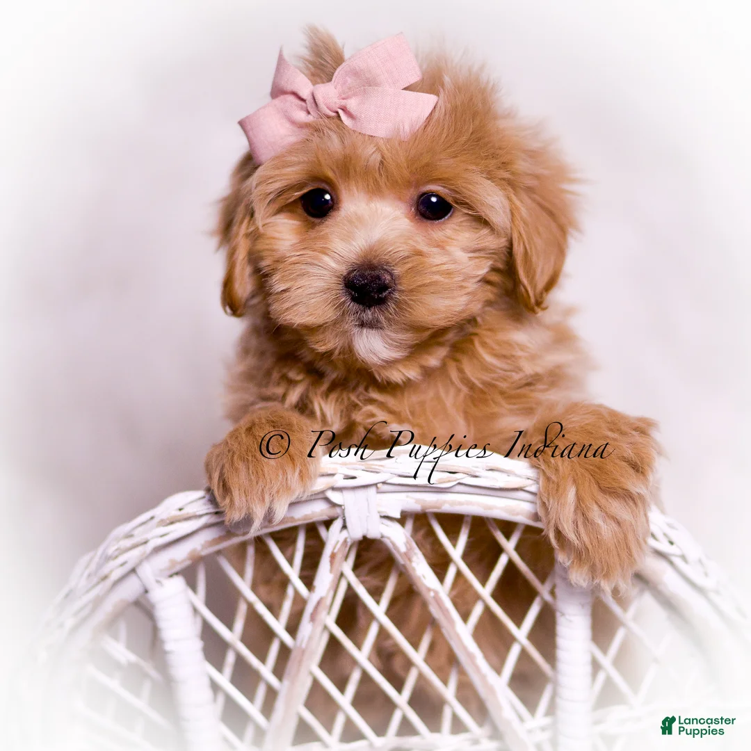 Maltipoo dogs for sale: Lillie - Ad 1