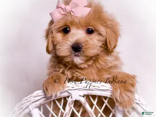 Maltipoo dogs Lillie - Ad 4