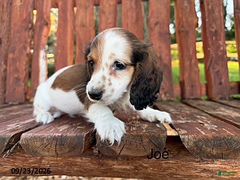 Miniature Dachshund dogs Joe - Ad 40