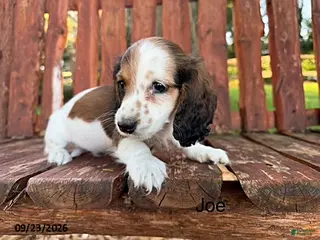 Miniature Dachshund dogs Joe - Ad 40