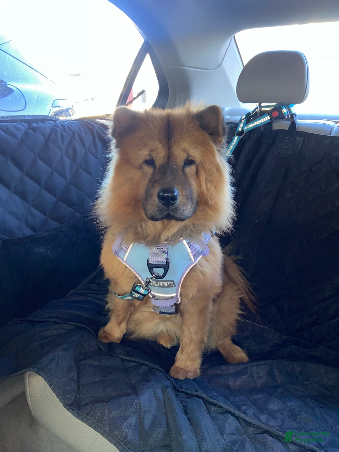 Chow Chow dogs for sale: Chow Chow Puppy 2 - Ad 5