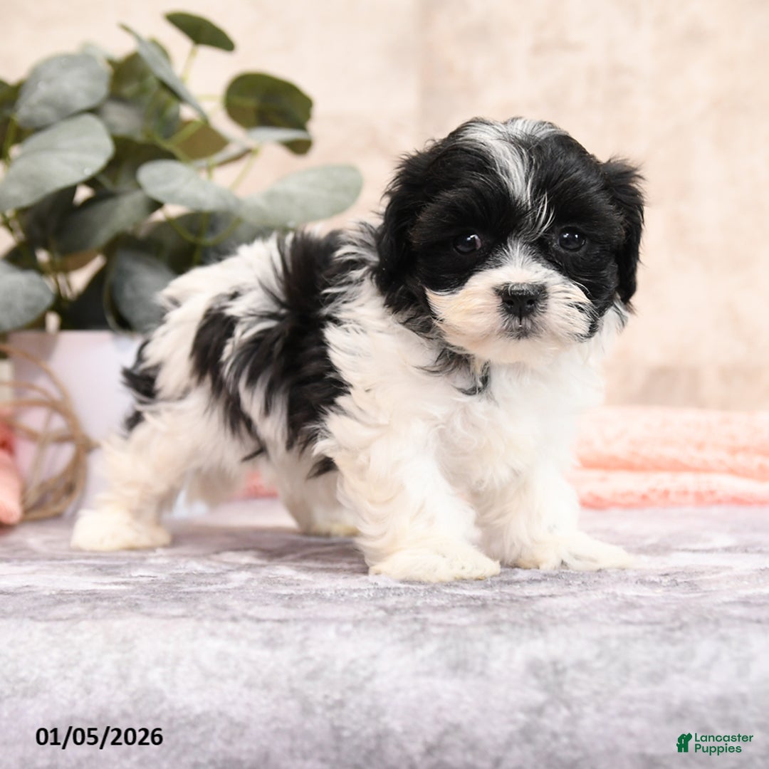 Teddy Bear dogs for sale: Milley - Ad 2