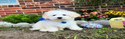 Maltese dogs for sale: Maltese litter of 3 puppies - Ad 4