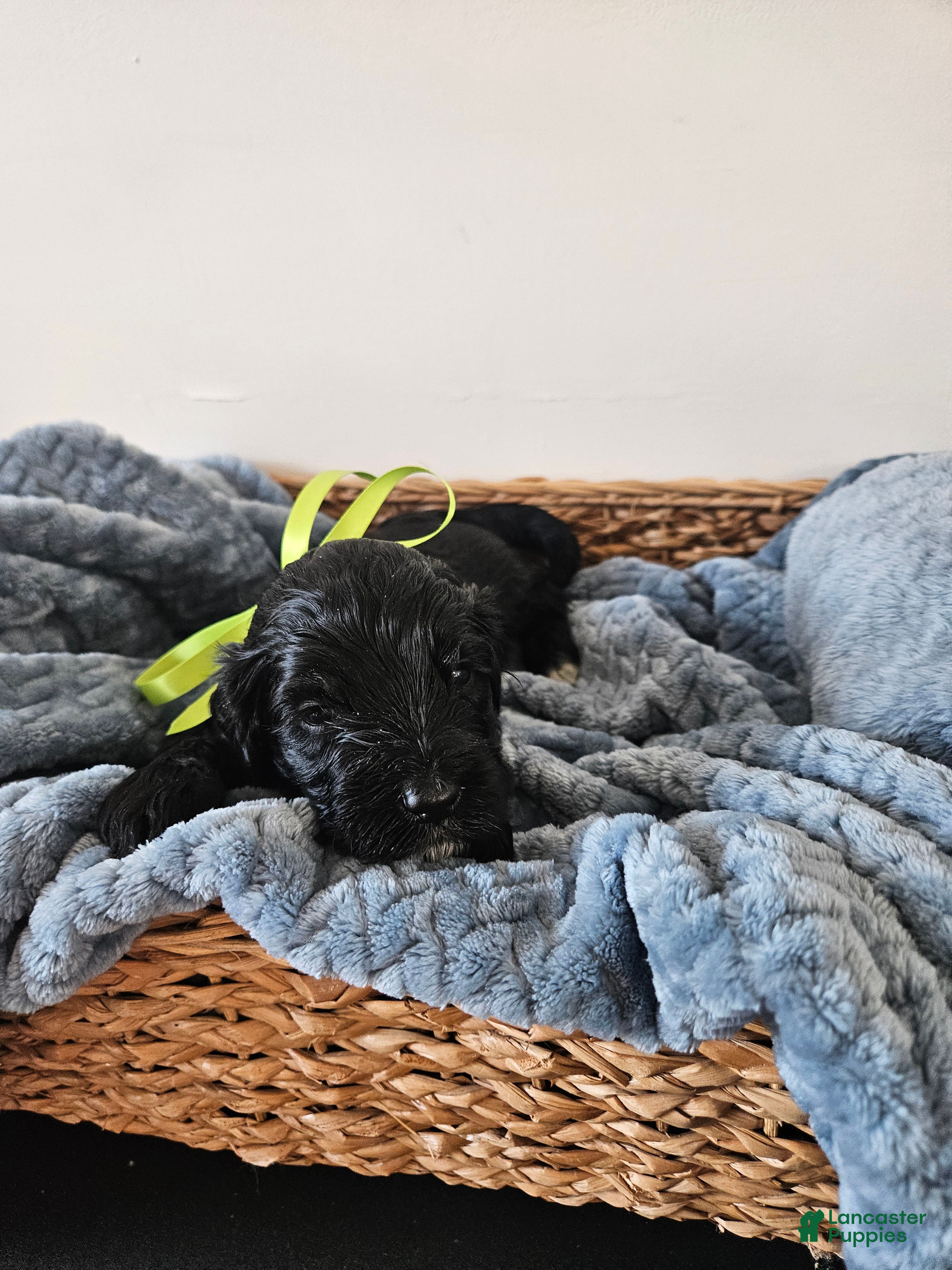 Portuguese Water Dog dogs Galaxy - Ad 17