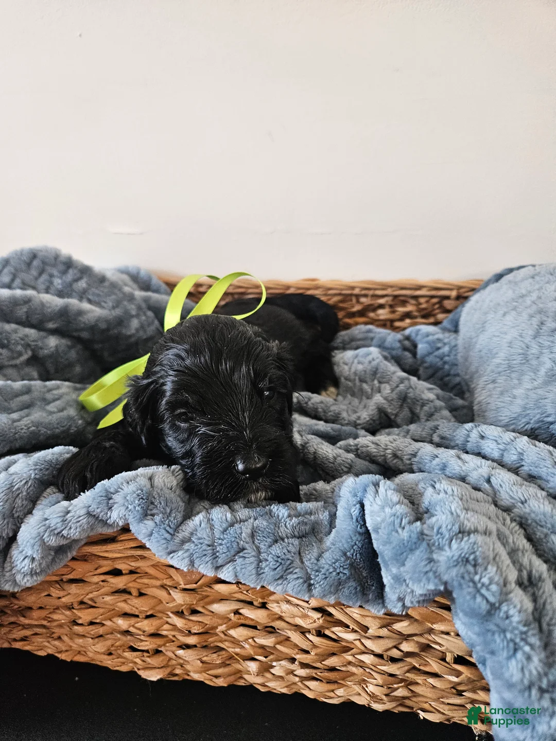 Portuguese Water Dog dogs for sale: Galaxy - Ad 1