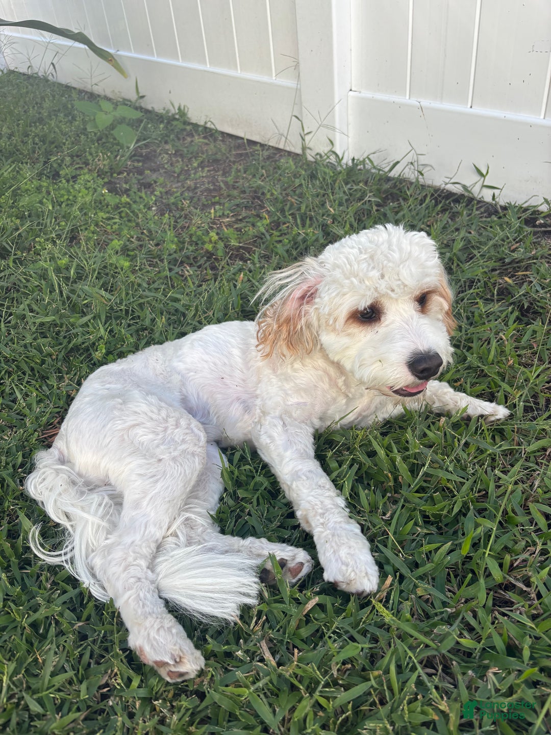 Cavapoo dogs for sale: Cavapoo Puppy 1 - Ad 6