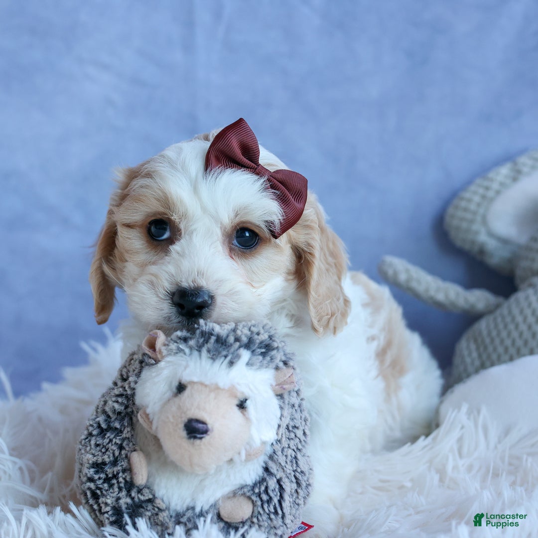 Cavachon dogs for sale: LONNIE - Ad 8