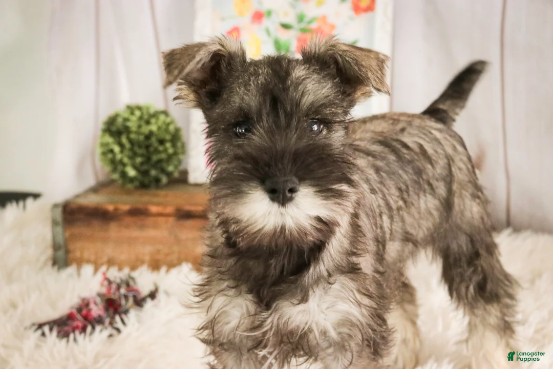Miniature Schnauzer dogs for sale: Millie - Ad 5