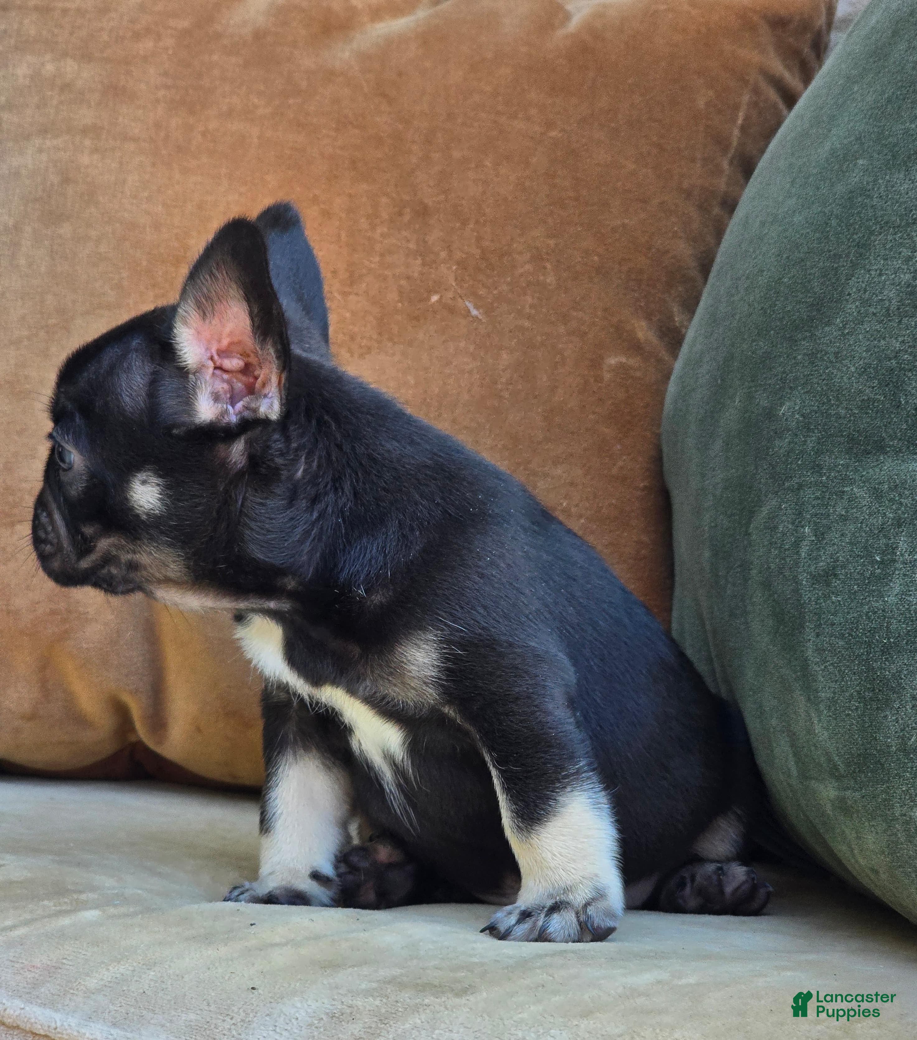 French Bulldog dogs Oscar - Ad 2