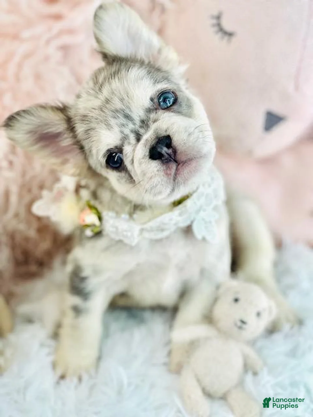 French Bulldog dogs for sale: French Bulldog Puppy 1 - Ad 5