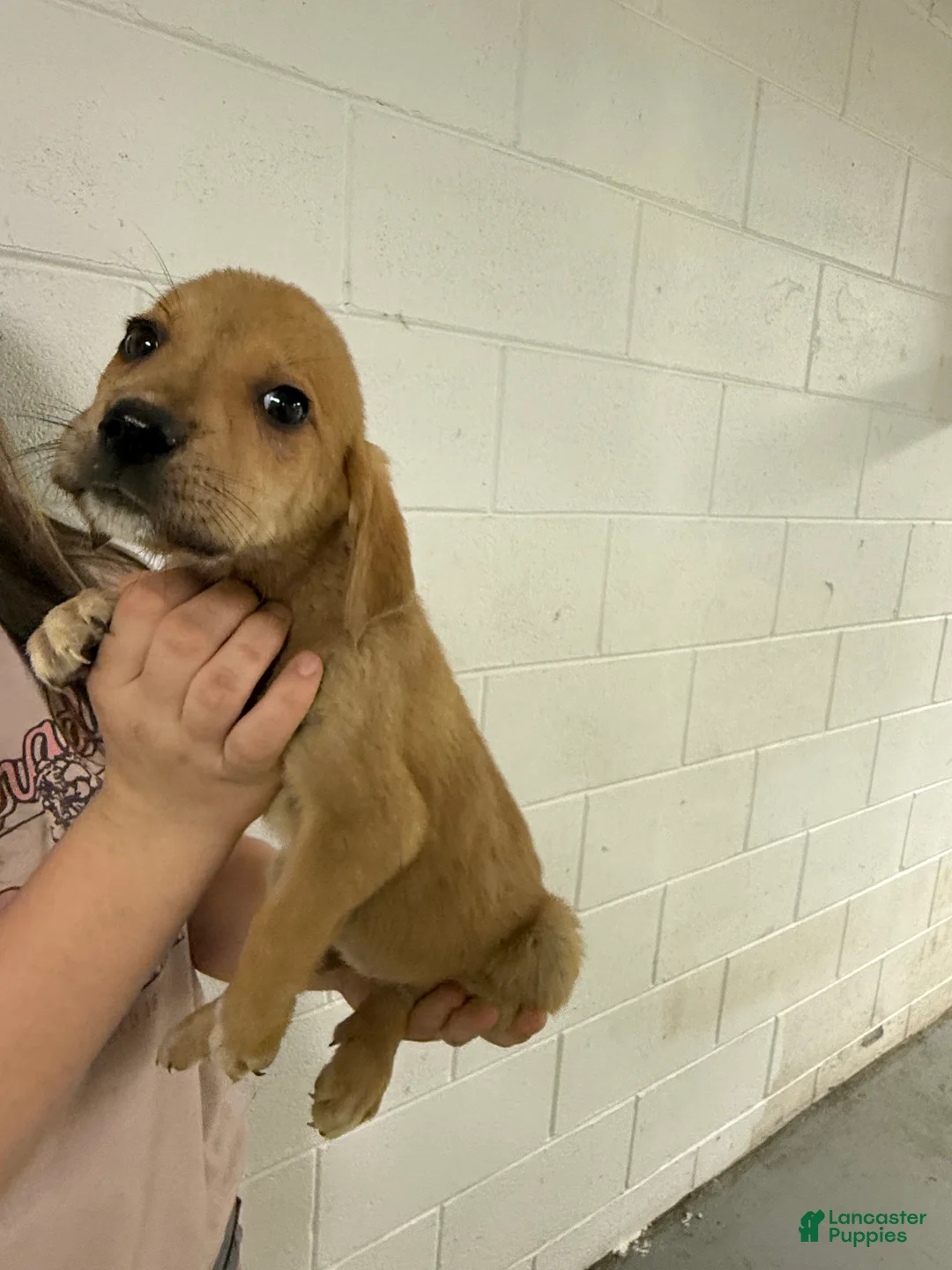 Mixed Breed dogs for sale: Mixed Breed Puppy 9 - Ad 1