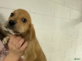 Mixed Breed dogs for sale: Mixed Breed Puppy 9 - Ad 3