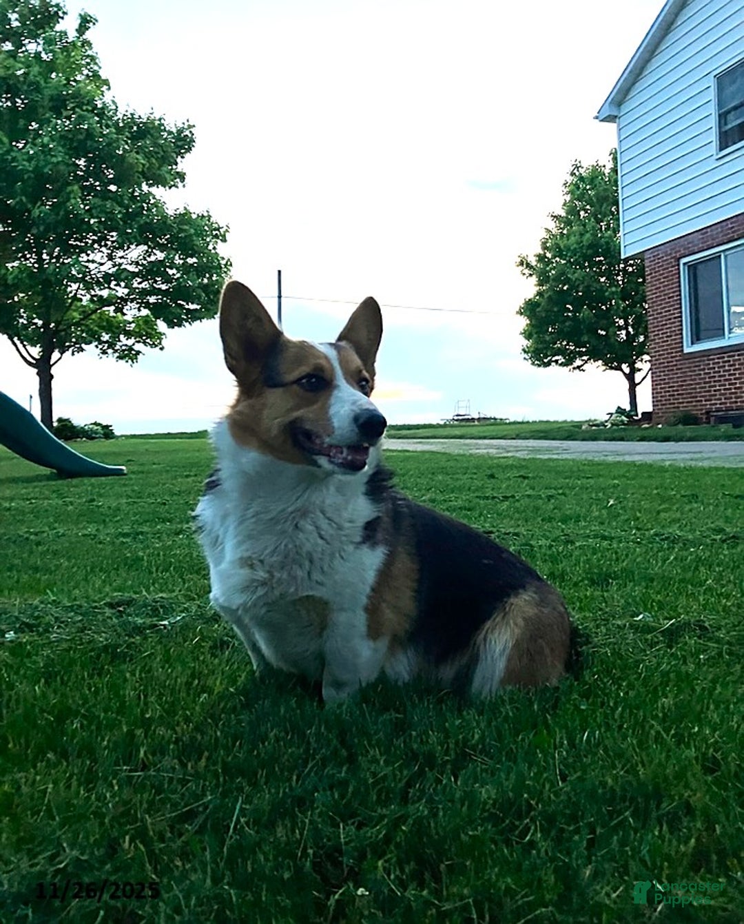 Welsh Corgi Pembroke dogs for sale: Rusty - Ad 3