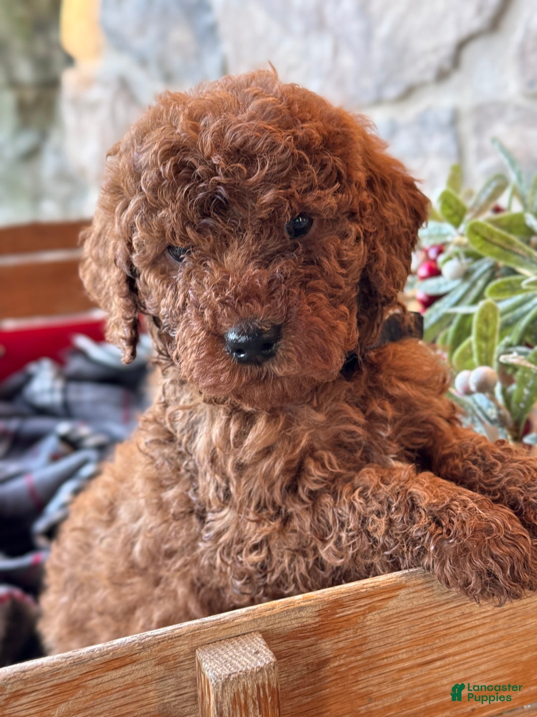 Mini Goldendoodle dogs for sale: Isabella - Ad 12