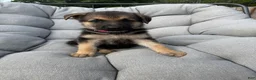 German Shepherd dogs for sale: Millie - Ad 3