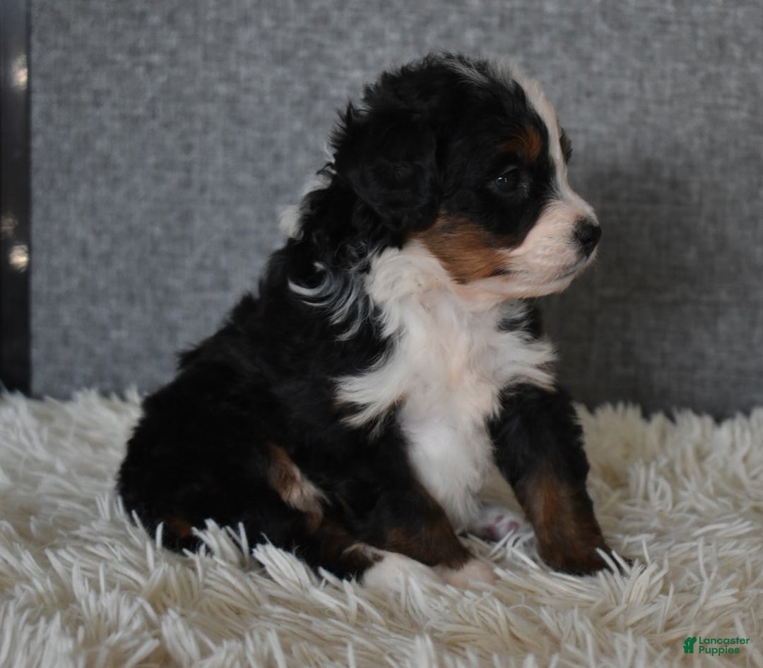 Mini Bernedoodle dogs for sale: Marley  - Ad 5