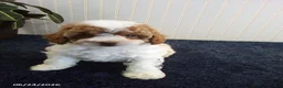 Toy Poodle dogs for sale: Tonya - Ad 1