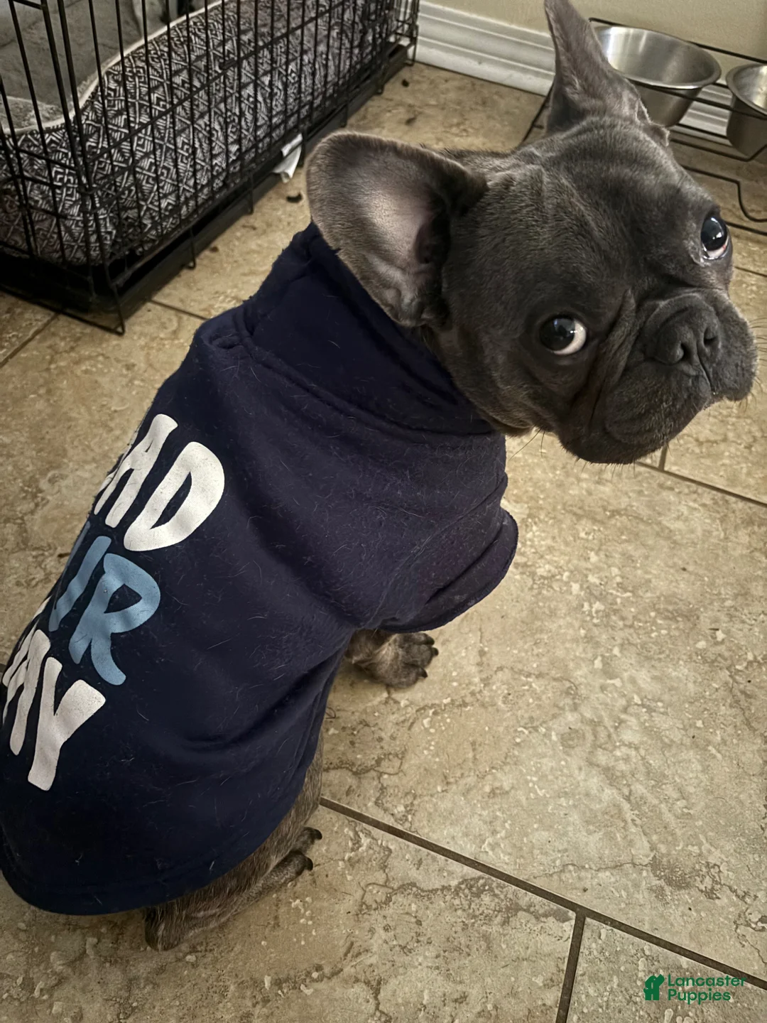 French Bulldog dogs for sale: French Bulldog Puppy 1 - Ad 1