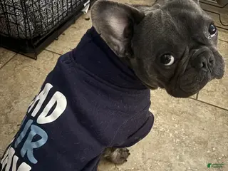 French Bulldog dogs French Bulldog Puppy 1 - Ad 30