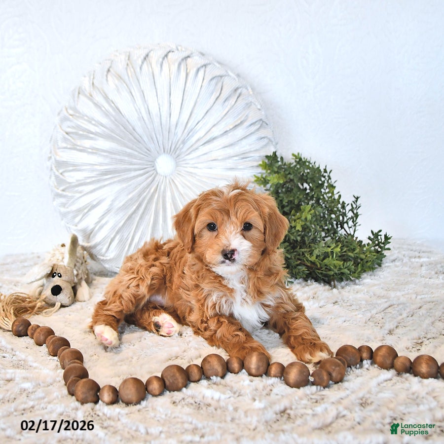 Mini Goldendoodle dogs Iris - Ad 2