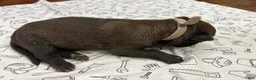 Belgian Malinois dogs for sale: Birch (gray) - Ad 4