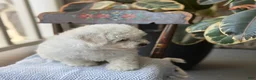 Bichon Frise dogs for sale: Jethro - Ad 8