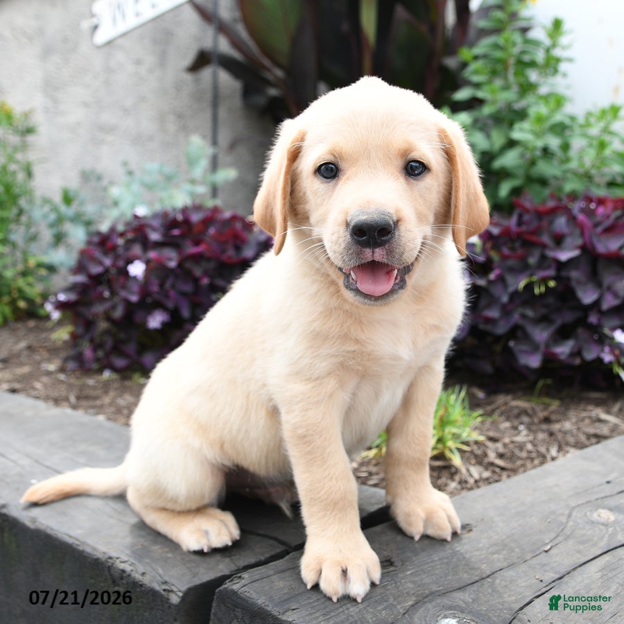 Labrador Retriever dogs Moose - Ad 1