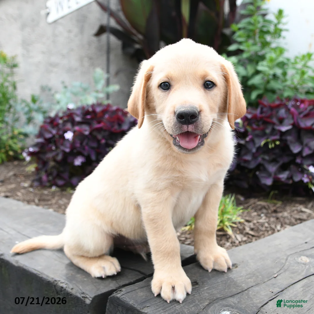 Labrador Retriever dogs for sale: Moose - Ad 1