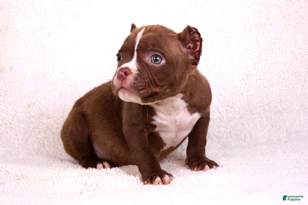 American Bully dogs for sale: Chocolate Male - Ad 2