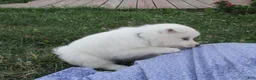 American Eskimo dogs for sale: Carlton - Ad 3