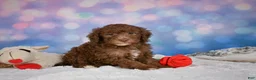 Mini Goldendoodle dogs for sale: Jasper - Ad 4