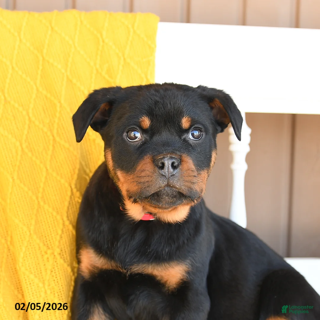 Rottweiler dogs for sale: Stella - Ad 5