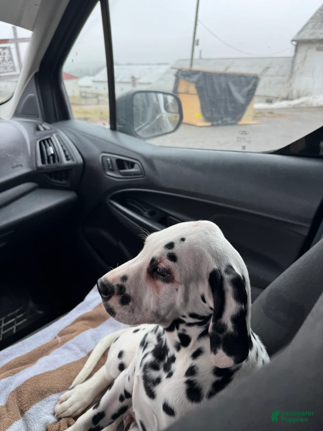 Dalmatian dogs for sale: Dalmatian Puppy 1 - Ad 3
