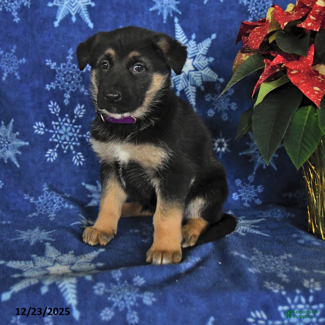 German Shepherd dogs for sale: Nora - Ad 1